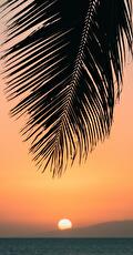 DTS OWF Hawaiian Islands